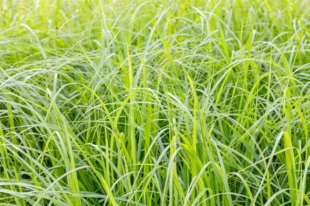 Pennisetum alop. 'Moudry' - C3.5 - image 1