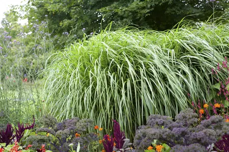 Pennisetum alop. 'Parade' - 5 Ltr pot - image 3