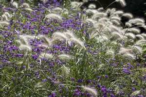 Pennisetum alop. 'Parade' - 5 Ltr pot - image 5