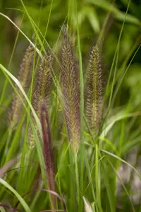 Pennisetum alop. 'Red Head'