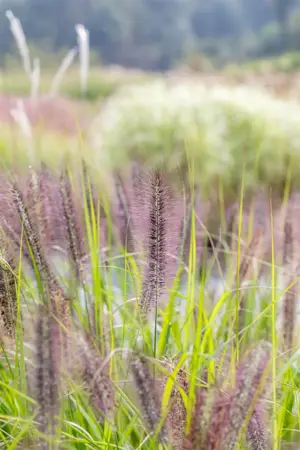 Pennisetum alop. 'Red Head' - 2 Ltr pot - image 3