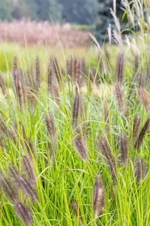 Pennisetum alop. 'Red Head' - 2 Ltr pot - image 4
