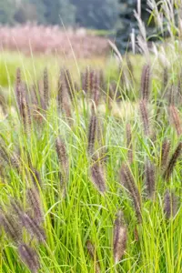 Pennisetum alop. 'Red Head' - 12 Ltr pot - image 4