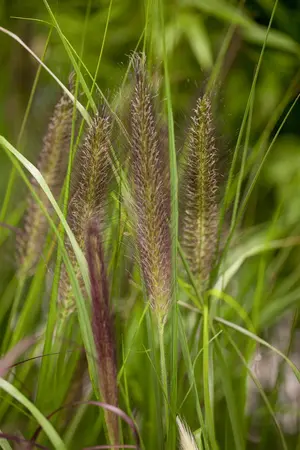 Pennisetum alop. 'Red Head' - 7.5 Ltr pot - image 1