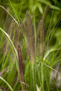 Pennisetum alop. 'Red Head' - 7.5 Ltr pot - image 5