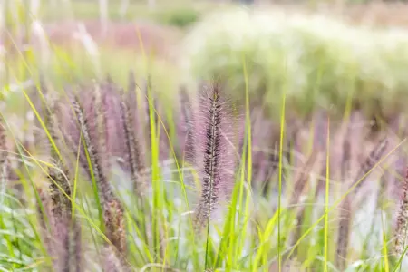 Pennisetum alop. 'Red Head' - 2 Ltr pot - image 2