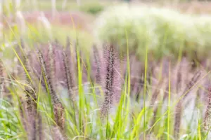 Pennisetum alop. 'Red Head' - 2 Ltr pot - image 2