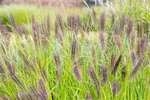 Pennisetum alop. 'Red Head' - 2 Ltr pot - image 5