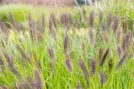 Pennisetum alop. 'Red Head' - 7.5 Ltr pot - image 5