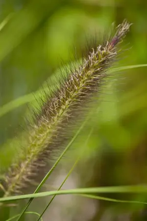 Pennisetum alop. 'Viridescens' - 2 Ltr pot - image 2