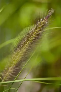 Pennisetum alop. 'Viridescens' - 2 Ltr pot - image 2