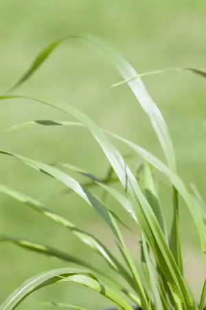 Pennisetum alop. 'Viridescens' - 2 Ltr pot - image 3