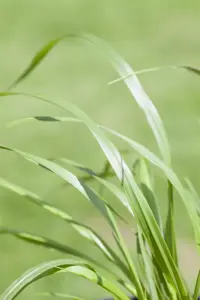 Pennisetum alop. 'Viridescens' - 2 Ltr pot - image 3