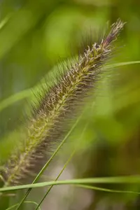 Pennisetum alop. 'Viridescens' - C3.5 - image 2
