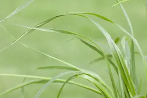 Pennisetum alop. 'Viridescens' - 2 Ltr pot - image 4