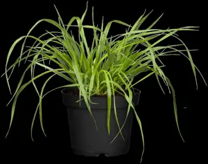 Pennisetum alop. 'Viridescens' - 2.5 Ltr pot - image 5