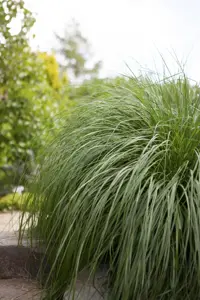 Pennisetum alopecuroides - 2.5 Ltr pot - image 3