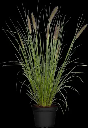 Pennisetum alopecuroides - 2 Ltr pot - image 2