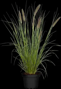 Pennisetum alopecuroides - 2.5 Ltr pot - image 2