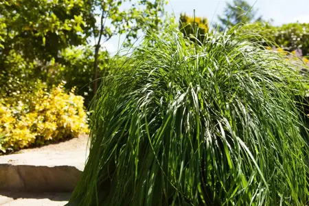 Pennisetum alopecuroides - 2 Ltr pot - image 1