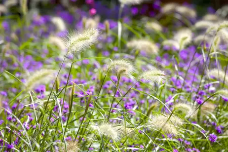 Pennisetum alopecuroides - 2 Ltr pot - image 5