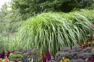 Pennisetum alopecuroides - 2.5 Ltr pot - image 4