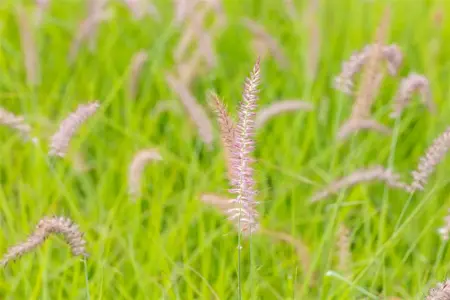 Pennisetum orient. 'Karley Rose' - 2 Ltr pot - image 1