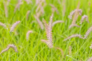 Pennisetum orient. 'Karley Rose'