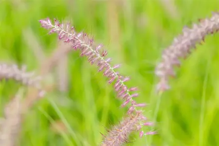 Pennisetum orient. 'Karley Rose' - 2 Ltr pot - image 3