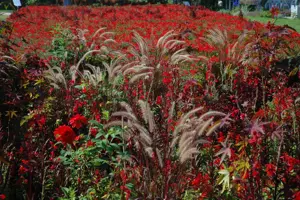 Pennisetum orientale 'Flamingo' - 2 Ltr pot