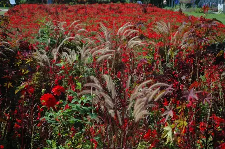 Pennisetum orientale 'Flamingo' - 2.5 Ltr pot