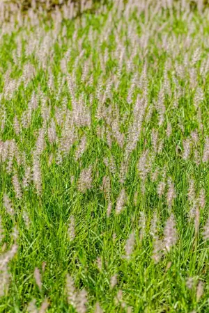 Pennisetum orientale 'JS Dance with Me' - 2 Ltr pot - image 3