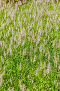 Pennisetum orientale 'JS Dance with Me' - 2 Ltr pot - image 3