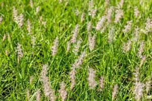 Pennisetum orientale 'JS Dance with Me'