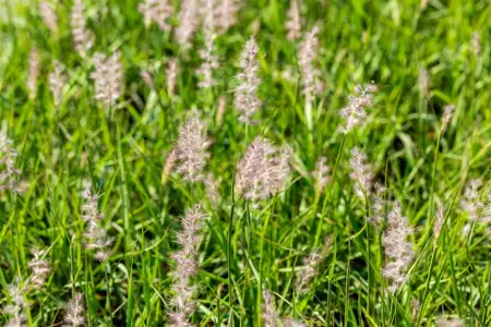 Pennisetum orientale 'JS Dance with Me' - 2 Ltr pot - image 2