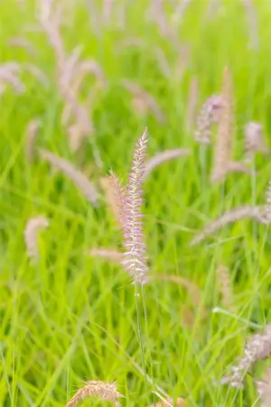 Pennisetum orientale 'Pink' - 2 Ltr pot - image 2
