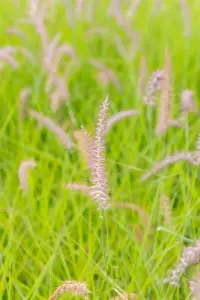 Pennisetum orientale 'Pink' - 2 Ltr pot - image 2