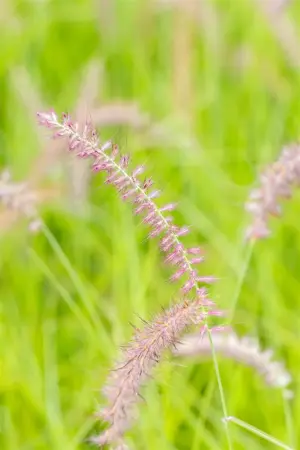 Pennisetum orientale 'Pink' - 2 Ltr pot - image 4