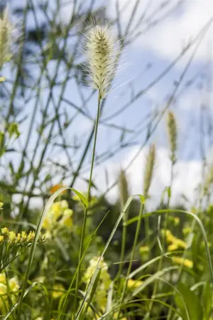 Pennisetum villosum - 2 Ltr pot - image 2