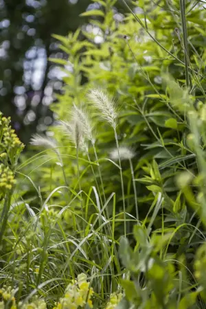 Pennisetum villosum - 2 Ltr pot - image 3