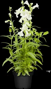 Penstemon barbatus 'Twizzle Blue'