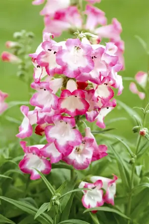 Penstemon barbatus 'Twizzle White' - P11 - image 4