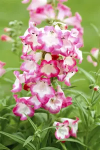 Penstemon barbatus 'Twizzle White' - P11 - image 4