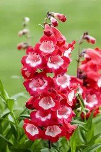 Penstemon barbatus 'Twizzle White' - P11 - image 5