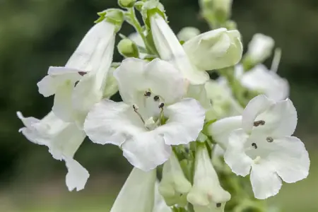 Penstemon barbatus 'Twizzle White' - P11 - image 2