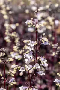 Penstemon digit. 'Onyx and Pearls' - 2 Ltr pot - image 4