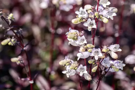 Penstemon digit. 'Onyx and Pearls' - 2 Ltr pot - image 2
