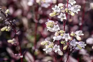 Penstemon digit. 'Onyx and Pearls' - 2 Ltr pot - image 2