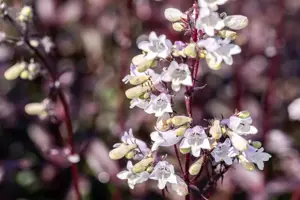 Penstemon digit. 'Onyx and Pearls' - 2 Ltr pot - image 3