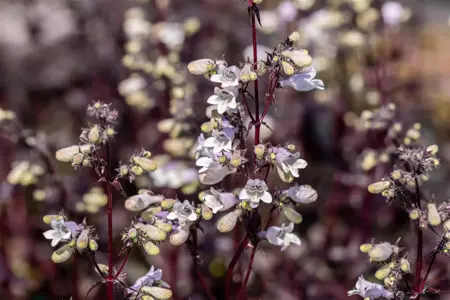 Penstemon digit. 'Onyx and Pearls' - 2 Ltr pot - image 5